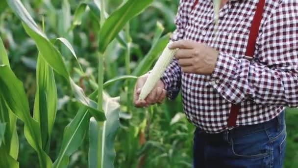 Farmerzy pracują na polu kukurydzy. Rolnicze zbiory kukurydzy. Złota Kukurydza rośnie. Rolnik ekologiczny, Ogrodnictwo ekologiczne, Produkcja żywności i upraw, Rolnictwo ekologiczne, Grunty rolne. Zbiory kukurydzy — Wideo stockowe