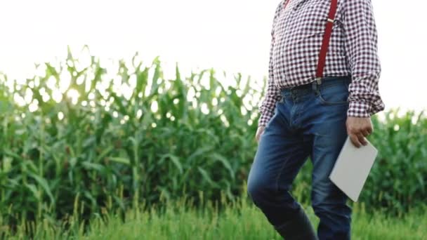 Розумна технологія вирощування. Фермер ходить з цифровим планшетом на зеленому полі трави кукурудзи на заході сонця. Старший фермер ходить по концепції сільського господарства. Сільське господарство — стокове відео