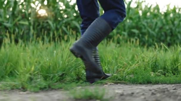 Az idősebb farmer gumicsizmában sétál a kukoricaföldön. Farmers láb gumicsizmában a kukorica. Mezőgazdasági koncepció. Gumicsizmás farmer a kukoricamezőn. Mezőgazdasági üzleti kukorica. Mezőgazdaság — Stock videók