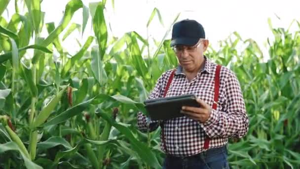 日落时，在玉米地里拥有平板电脑的男性农民触摸玉米叶子，并将数据写入该计划。在田里收割庄稼.农业概念 — 图库视频影像