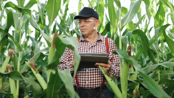 農夫はトウモロコシの収穫をタブレットで監視している。トウモロコシ畑のスマートファームで働くデジタルタブレットを持つシニア男性農家。近代技術 — ストック動画