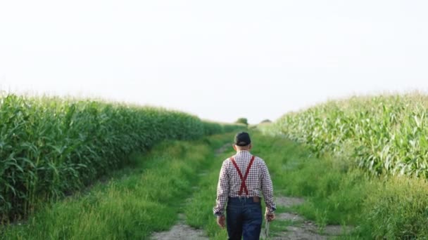 Hombre agricultor con tableta digital en la mano camina a lo largo de un camino de tierra entre los campos agrícolas de maíz al atardecer. Inspección de cosecha. Tecnología moderna. Agricultor monitoreando su cultivo de maíz con una tableta — Vídeos de Stock