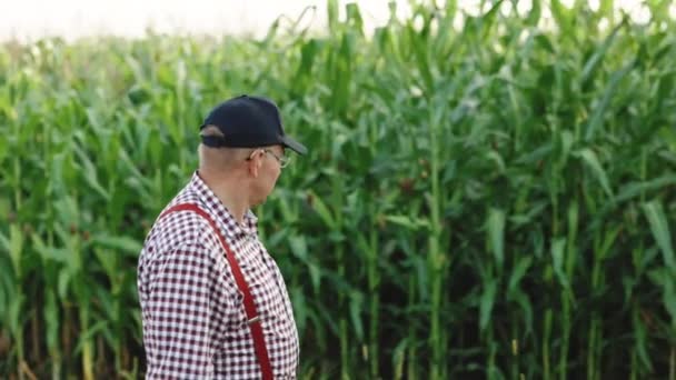 Bauer geht bei Sonnenuntergang in Zeitlupe auf einem Feldweg zwischen landwirtschaftlichen Maisfeldern. Erntekontrolle. Ein älterer Bauer arbeitet auf einem Feld mit Mais. Landwirt überprüft Öko-Pflanzen — Stockvideo