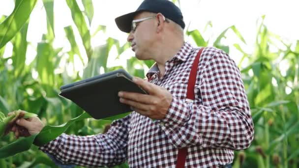 Starszy rolnik pracujący na polu kukurydzy, kontrolujący i dostrajający system zraszaczy centrów nawadniania na tablecie. Praca w polu zbioru plonów. Koncepcja rolnictwa — Wideo stockowe