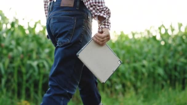 Agricultura Smart Farming Technology. Primer plano de los pies de los agricultores caminar con tableta digital caminar en el campo verde de maíz hierba al atardecer. Caminata del agricultor concepto de agricultura — Vídeo de stock