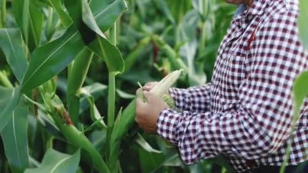 Landbouwmaïs. Milieubescherming. Man boer een hand raakt maïs aan. Boerenhand controleert de maïsoogst in de landbouw. Planeet bescherming eco landbouw concept — Stockvideo