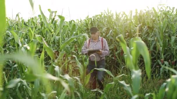 농부는 옥수수의 성장을 관찰 한다. 신선 한 녹색 옥수수 밭. 손에 디지털 태블릿을 쥐고 있어요. 밭에서 수확하는 일을 하고 있다. 농업 개념. 앞시야, 느린 움직임. — 비디오