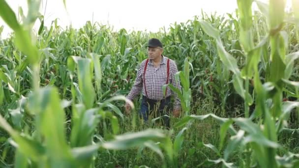 Сільське господарство. Старший фермер перевіряє врожай на полі. Чоловічі руки оглядають молоді кукурудзяні рослини. Фермер тримає молоде листя кукурудзи в руці. Поле кукурудзи. Вирощування кукурудзи на природному полі — стокове відео