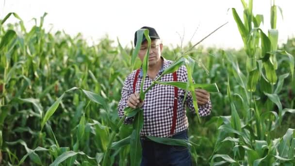 L'agriculteur principal vérifie la récolte sur le terrain. Main masculine examinant de jeunes plants de maïs. Le fermier tient de jeunes feuilles de maïs dans sa main. Champ de maïs cultivé. Maïs Maïs Agriculture Nature Field. Agriculture — Video