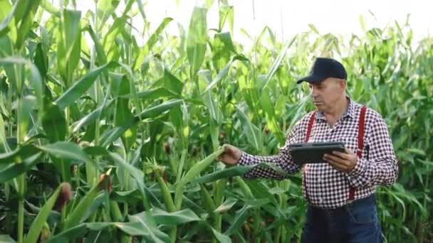 Starszy rolniku, właściciel firmy szuka w tabletkach kukurydzy. Rolnik-agronomista na polu kukurydzy o zachodzie słońca. Farma eko-kultury. Starszy rolnik z tabletką w rękach. Rolnik rolnik kontroluje uprawy ekologiczne. — Wideo stockowe