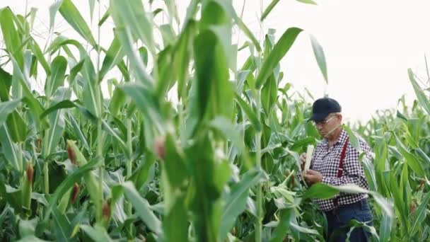 Homem agricultor uma mão toca milho. A mão do agricultor verifica a cultura do milho na agricultura. Planeta proteger conceito eco agricultura. Milho agrícola. Protecção do ambiente — Vídeo de Stock