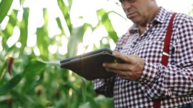 Tarladaki tarım teknolojisi ipad tarımsal kontrol kesinliği tarım tarım çiftçisi ipad ekili mısır tarlasında, modern teknolojiyi tarımsal faaliyetlere uyguluyor