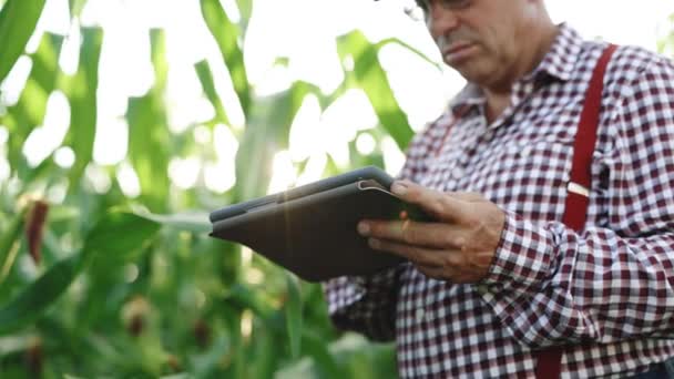 Agribusiness-Technologie auf dem Feld ipad landwirtschaftliche Steuerung Präzisionslandwirtschaft Farmer ipad auf kultiviertem Maisfeld, Anwendung moderner Technologie in der landwirtschaftlichen Tätigkeit — Stockvideo