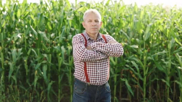 Portrét běloch farmář muž v kostkované košili při pohledu na kukuřičné pole. Farmland Sunset Landscape Agriculture. Portrétní farmář stojící na kukuřičném poli. Zemědělský dělník — Stock video