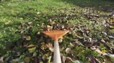 POV bahçıvanı arka bahçedeki yeşil çimlerin üzerinde düşen sonbahar yapraklarını topluyor. Bahçede mevsimlik işler. Manzara. Bahçe düzenleme. Aktif olarak büyük bir yığın kurumuş meşe yaprağını tırmıklayan kişi