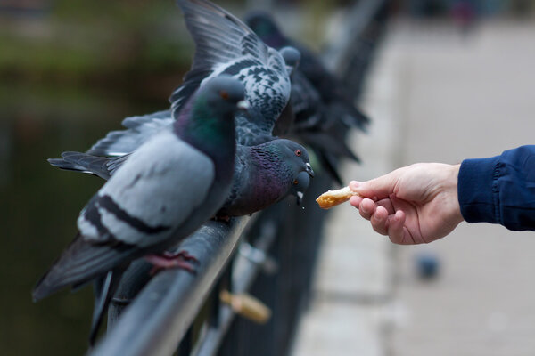 Feeding pigeons in park