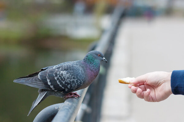 Feeding pigeons in park