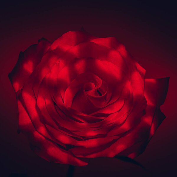 Close-up of red rose flower in heart shaped beams of light. Valentines day background.