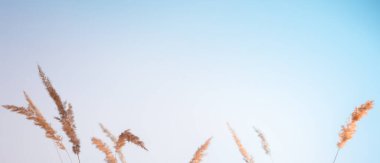 Ağustosta uzun kuru çimenlerin tepeleri gün batımından sonra gökyüzünün arka planında