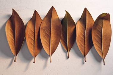 Beyaz desenli kil arkaplanda kahverengi sonbahar yaprakları