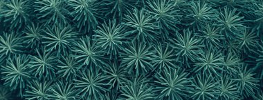 Selvi ağacı ya da Euphorbia siparissias çalısı doku arkaplanı bırakır