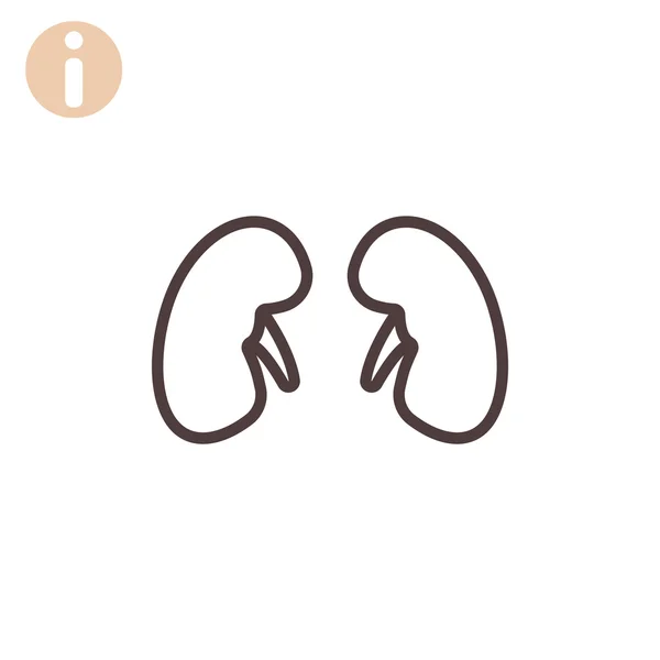 Human kidneys icon — Stock Vector