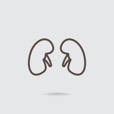 Böbrek anatomisi simgesi