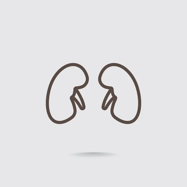 Kidneys anatomy icon — Stock Vector