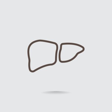 karaciğer anatomi simgesi