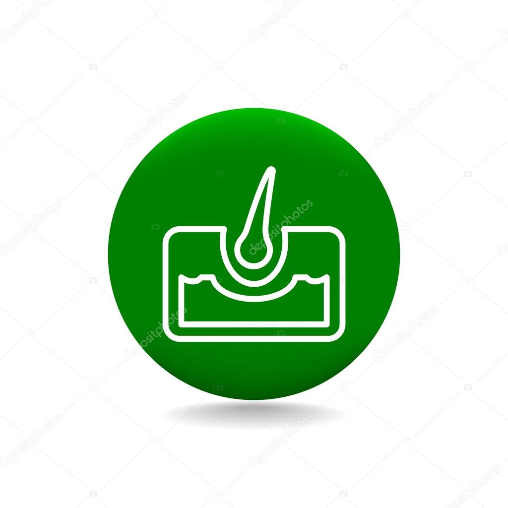 Vector illustration of hair anatomy icon