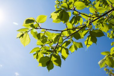 Mavi gökyüzünde yeşil yapraklar.