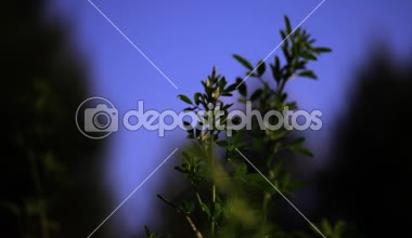 Organik yeşil bitki rüzgarda Sways