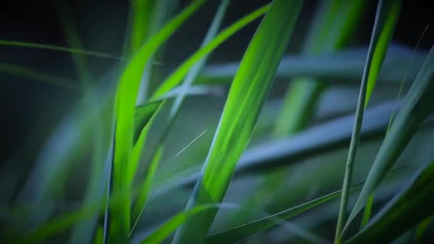 Herbe verte juteuse balancent dans le vent 