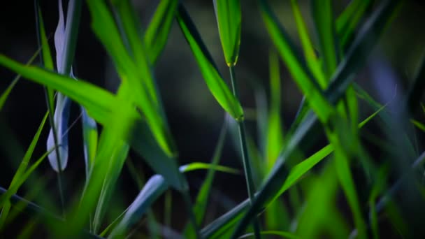 Primavera Reeds macro tiro — Vídeo de Stock