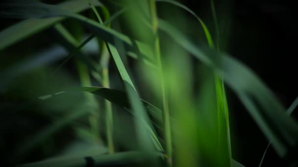 Mysterious Reeds grow in the city park — Stock Video