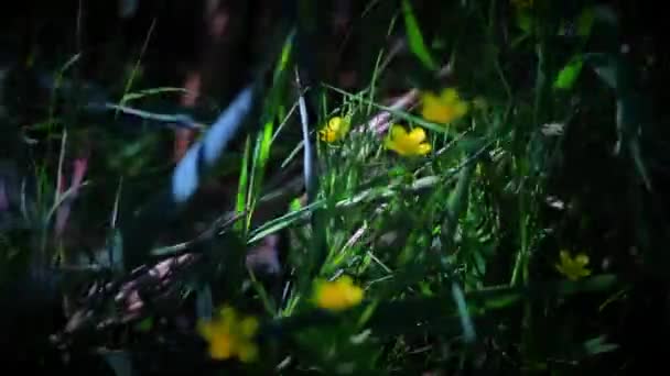 童话草甸与黄色的花朵 — 图库视频影像
