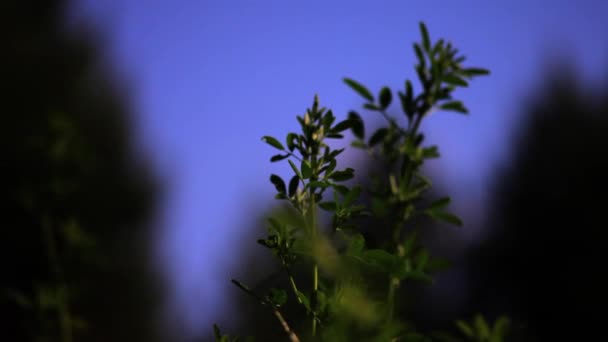 Plante verte biologique balancent dans le vent — Video