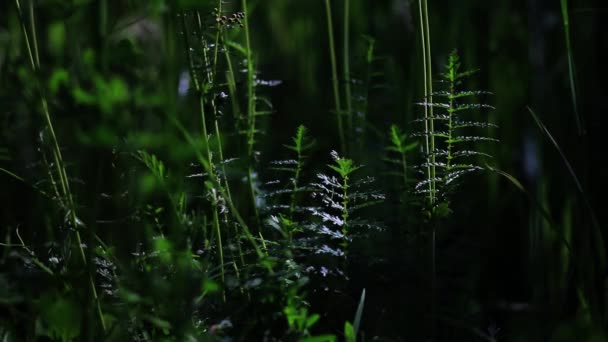 Misteriosa planta hermosa en el bosque — Vídeo de stock