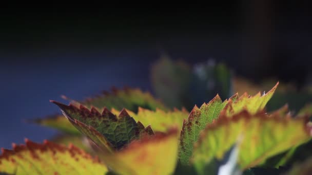 Feuilles brillantes et pointues se balançant dans le vent — Video