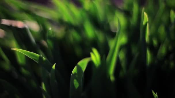 Herbes fraîches balançant dans le vent 