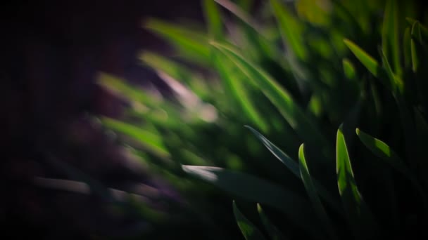Herbe verte Gros plan sur le vent 