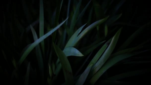 Tropische bloemen in de schaduw van de kap — Stockvideo