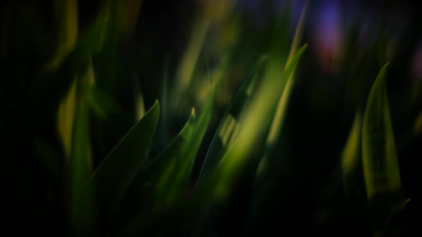 Güneşli bir çayır çim — Stok video