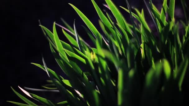 Impresionantemente hermosa planta está creciendo en el macizo de flores — Vídeo de stock