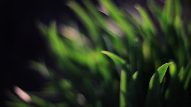 Beau fond vert herbeux 
