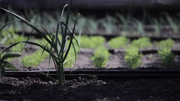 Schöne Gartenbeete mit Knoblauch, Möhren und Zwiebeln — Stockvideo