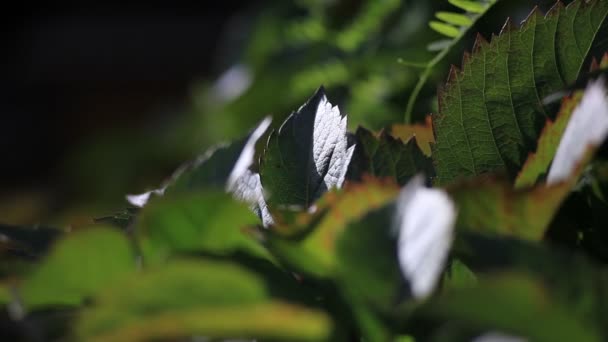 Vers gebladerte slingerbewegingen in de Wind — Stockvideo