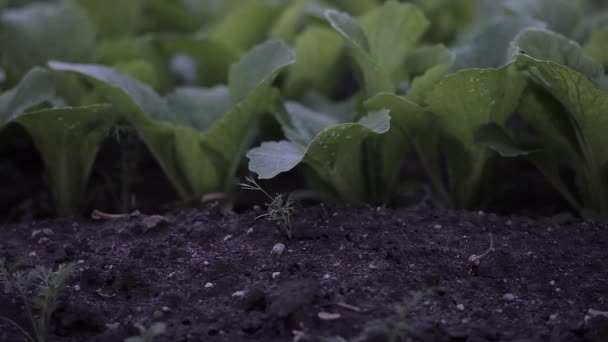 Rettich wächst im Garten — Stockvideo