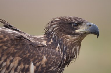 Beyaz kuyruklu kartal portraite