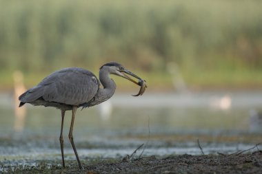 Gri balıkçıl balık suda